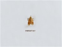 藏品(紅斑美苔蛾)的圖片